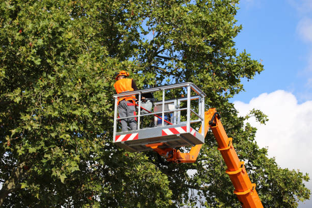 Best Tree Disease Treatment  in Mira Monte, CA